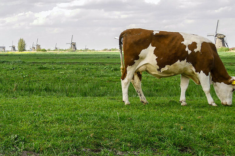 Lely-case-study-feature-892×502